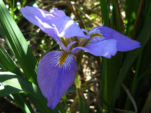 Vivers Càrex - Iris lactea 